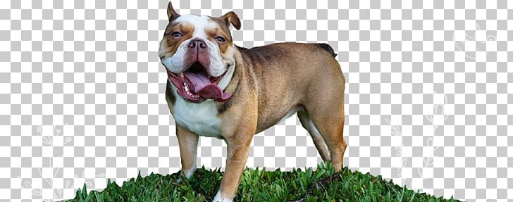 Dog Breed French Bulldog American Pit Bull Terrier Olde English Bulldogge PNG, Clipart, Alapaha Blue Blood Bulldog, American Pit Bull Terrier, Animals, Bulldog, Bull Terrier Free PNG Download