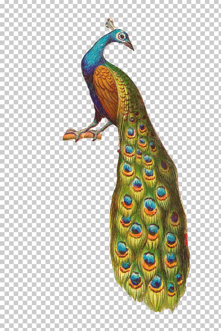 Bird Peafowl PNG, Clipart, Animals, Beak, Bird, Computer Icons, Download Free PNG Download
