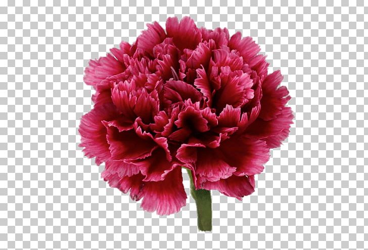 Carnation Pink Flowers Transvaal Daisy Flower Bouquet PNG, Clipart, Annual Plant, Blue, Carnation, Cherry, Color Free PNG Download