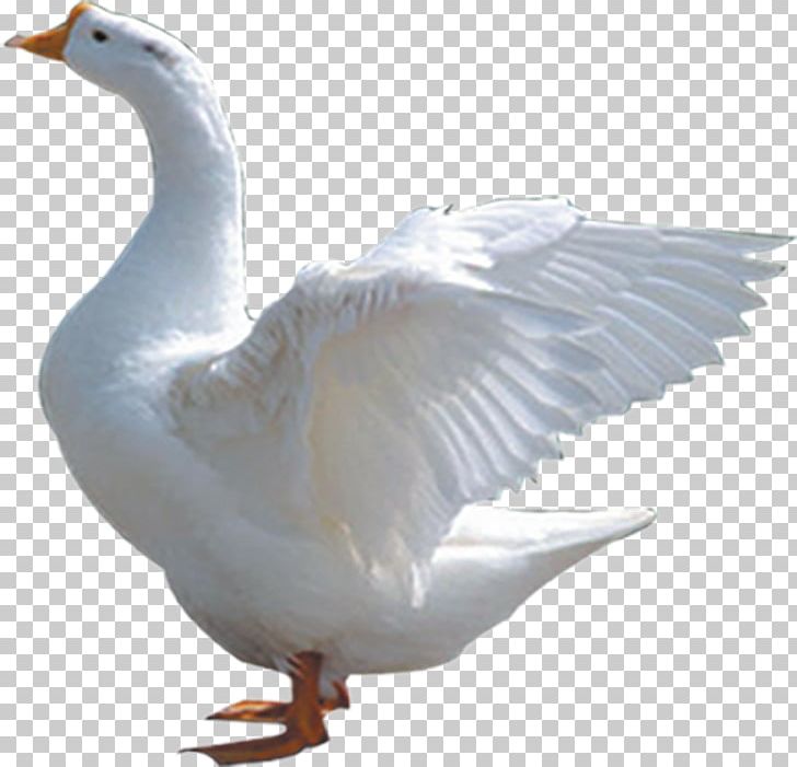 Domestic Goose Duck Cygnini Bird PNG, Clipart, 20 Off, Animals, Beak, Bird, Cygnini Free PNG Download
