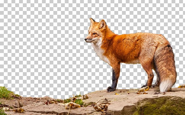 Red Fox Vulpini Portable Network Graphics Animal PNG, Clipart, Animaatio, Animal, Carnivoran, Computer, Desktop Wallpaper Free PNG Download