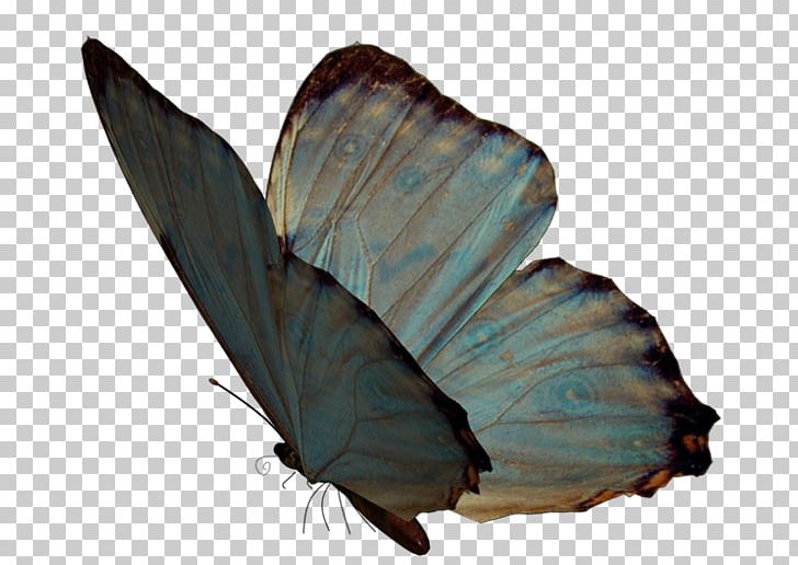 Butterfly Nymphalidae Papillon Dog Moth Lycaenidae PNG, Clipart, Animal, Art, Arthropod, Brush Footed Butterfly, Canvas Free PNG Download