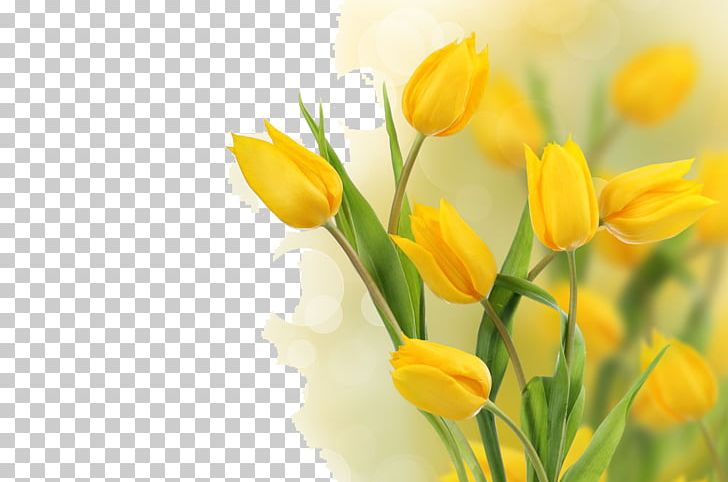 Flower Yellow Tulip Stock Photography Bulb PNG, Clipart, Beautiful Girl, Beauty, Beauty Salon, Beauty Vector, Computer Wallpaper Free PNG Download