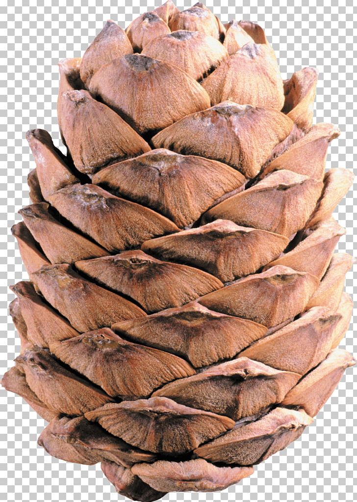 Light Brown Pine Cone PNG, Clipart, Nature, Pine Cones Free PNG Download