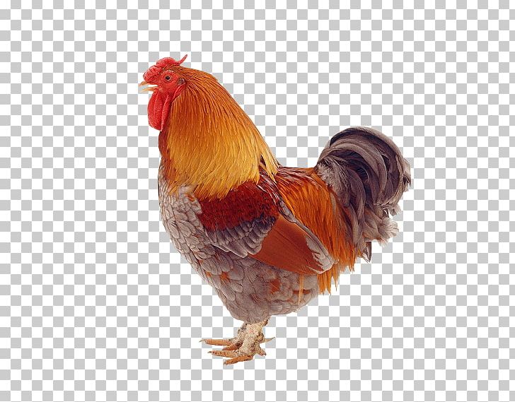 Rooster Sicilian Buttercup One Clue Crossword Hen PNG, Clipart, Beak, Bird, Chicken, Drawing, Egg Free PNG Download