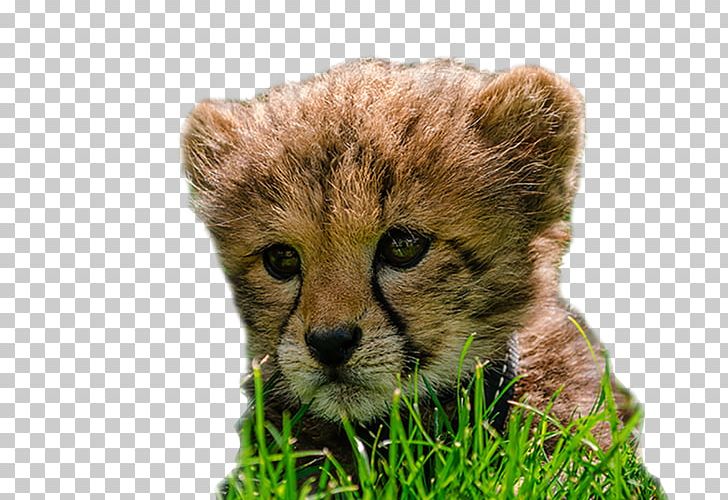Cheetah Lion National Zoo & Aquarium Portable Network Graphics PNG, Clipart, Animal, Aquarium, Carnivoran, Cat Like Mammal, Cheetah Free PNG Download