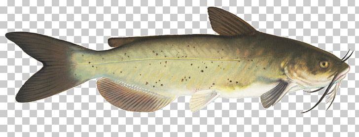 Lake Milkfish Diversity Of Fish Carp PNG, Clipart, Animal Figure, Body Of Water, Bony Fish, Carp, Catfish Free PNG Download