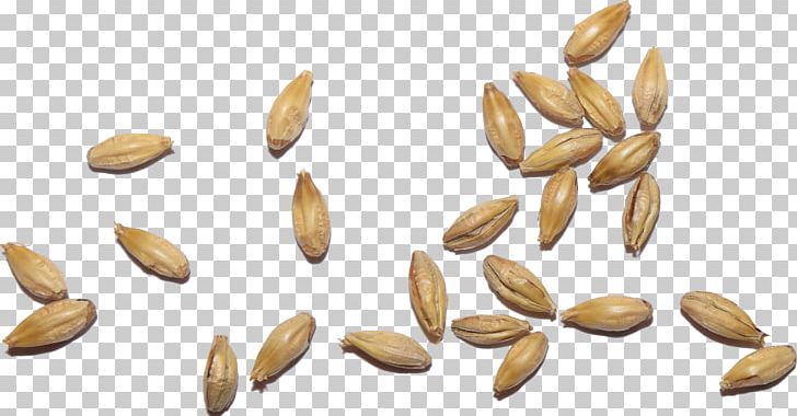 Malt Beer Vegetarian Cuisine Cereal PNG, Clipart, Barley, Beer, Cereal, Cereal Germ, Commodity Free PNG Download