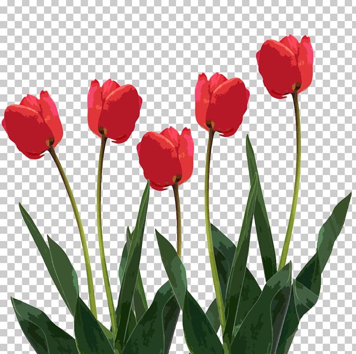 Tulip Flower PNG, Clipart, Cut Flowers, Desktop Wallpaper, Flower, Flower Bouquet, Flowering Plant Free PNG Download