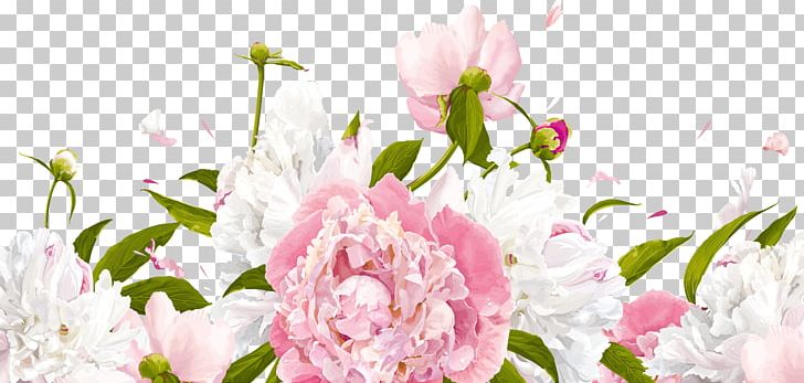 Peony Flower PNG, Clipart, Blog, Blossom, Computer Wallpaper, Cut Flowers, Depositphotos Free PNG Download