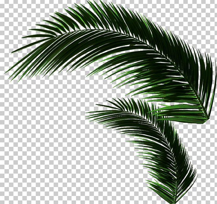 Asian Palmyra Palm Oil Palms Coconut Leaf Borassus PNG, Clipart, Arecales, Asian Palmyra Palm, Borassus, Borassus Flabellifer, Coconut Free PNG Download