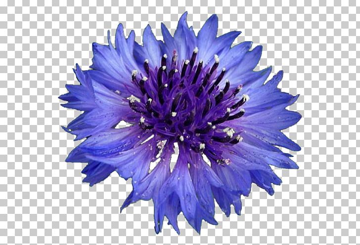 Cornflower Stock Photography PNG, Clipart, Aster, Blue, Cornflower, Cut Flowers, Cyanus Free PNG Download