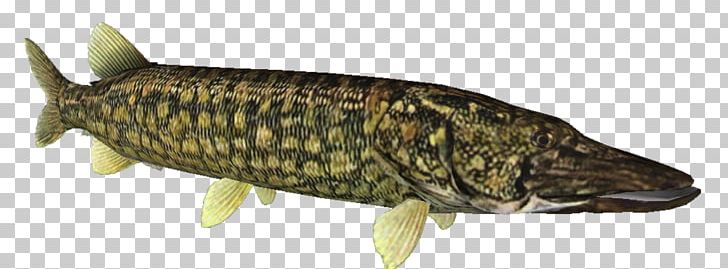 Fish Products Northern Pike Carp Pikes PNG, Clipart, Animal Figure, Animals, Carp, Chain, Fauna Free PNG Download