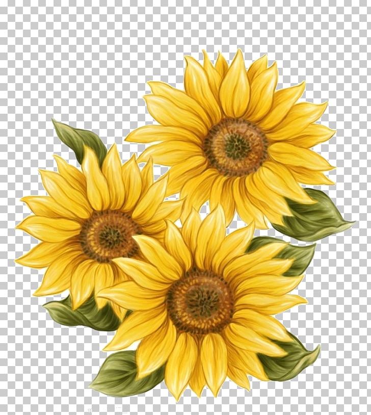 Vector Free Hand Drawing Of A Sunflower Photos By - Sunflower Watercolor PNG  Image | Transparent PNG Free Download on SeekPNG