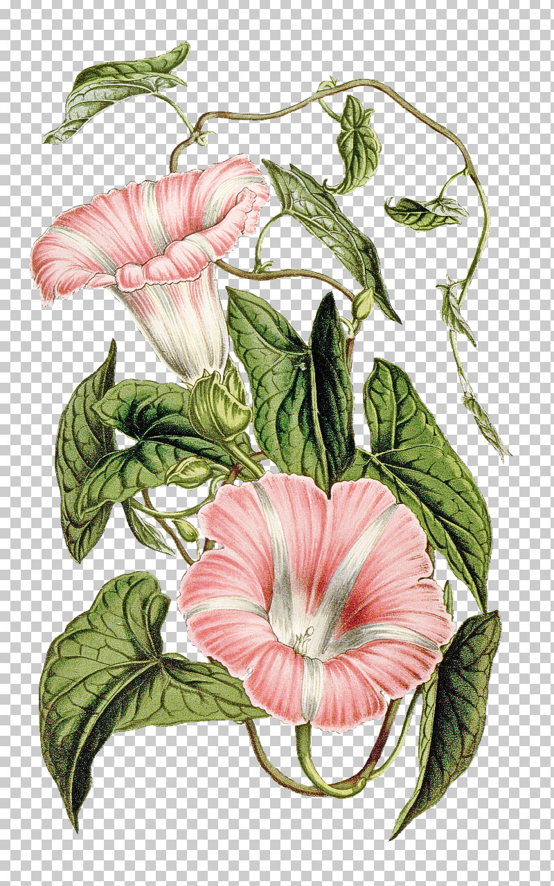 Flower Plant Hawaiian Hibiscus Anthurium Morning Glory PNG, Clipart, Anthurium, Flower, Hawaiian Hibiscus, Morning Glory, Petal Free PNG Download