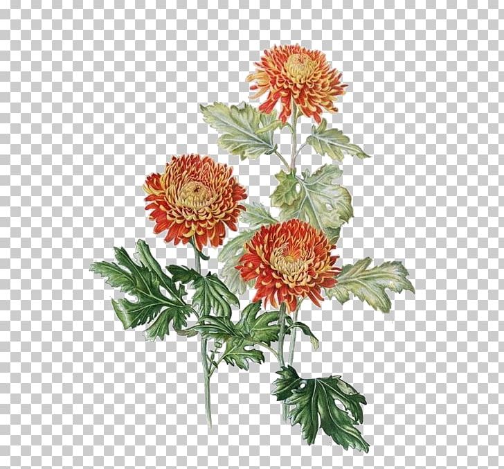 Chrysanthemum Xd7grandiflorum Watercolor Painting Drawing Colored Pencil Botanical Illustration PNG, Clipart, Annual Plant, Art, Botany, Chrysanthemum, Chrysanthemum Vector Free PNG Download