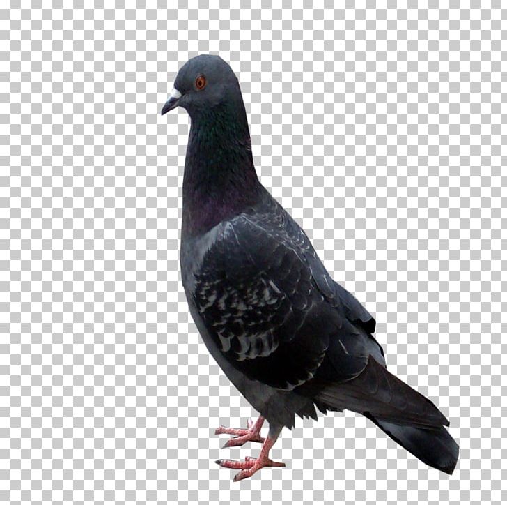 Columbidae Domestic Pigeon Beak Feather Rock Dove PNG, Clipart, Beak, Bird, Columbidae, Domestic Pigeon, Fauna Free PNG Download