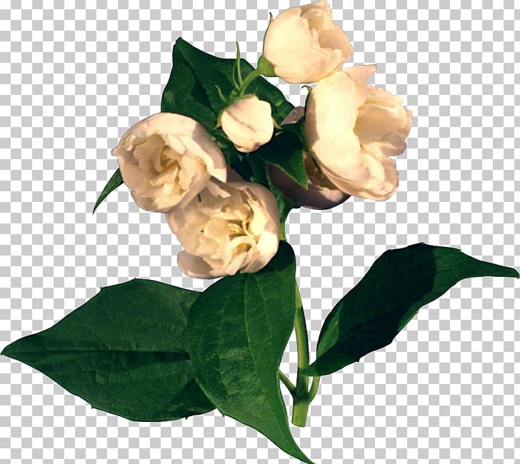 Flower Nature PhotoScape PNG, Clipart, Arabian Jasmine, Cut Flowers, Flower, Flowering Plant, Gimp Free PNG Download