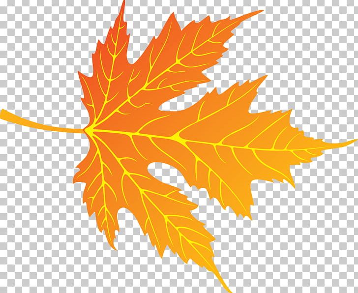 Maple Leaf Tree PNG, Clipart, Branch, Deciduous, Flowering Plant, Green, Leaf Free PNG Download