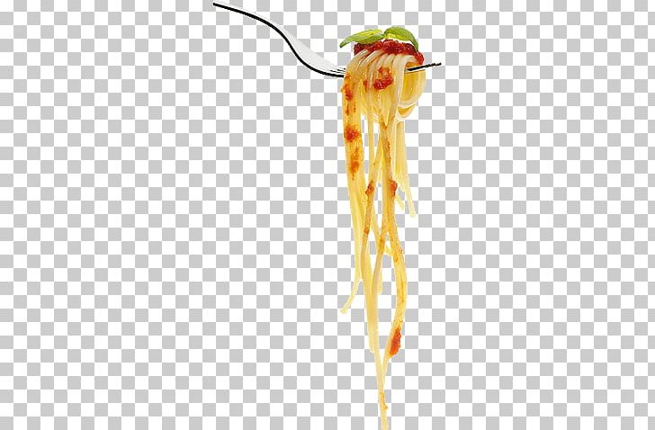 Pasta Spaghetti Photography PNG, Clipart, Download, Food, Fork, Getty Images, Insect Free PNG Download