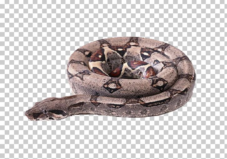 Snake Boa Constrictor Vipers PNG, Clipart, Animal, Boa Constrictor, Boas, Cartoon Snake, Coiled Free PNG Download