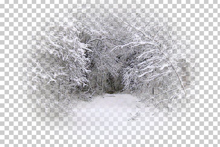 Snow Winter Blizzard Tree Rain PNG, Clipart, Black And White, Blizzard, Branch, Desktop Wallpaper, Facebook Free PNG Download