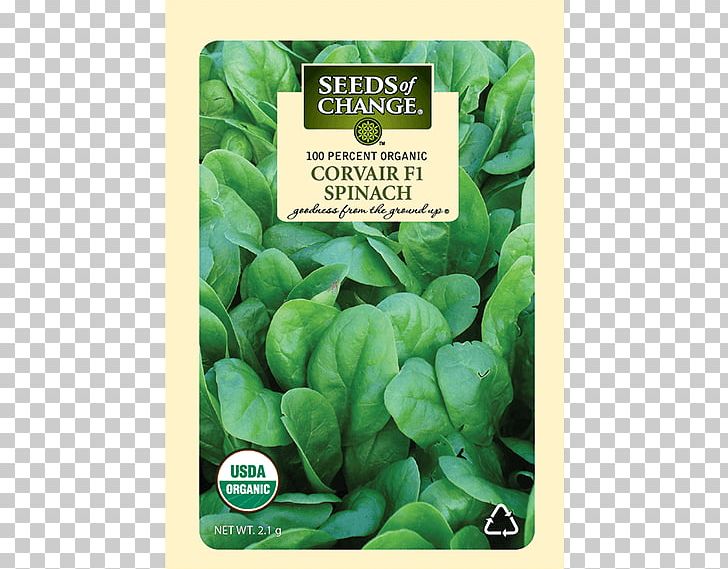 Spinach Seed Drumstick Tree Romaine Lettuce Komatsuna PNG, Clipart, Basil, Chard, Choy Sum, Drumstick Tree, Flower Free PNG Download