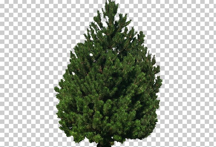 Spruce Fir Pine Cupressaceae Evergreen PNG, Clipart, Agac, Agac Resimleri, Biome, Christmas, Christmas Tree Free PNG Download