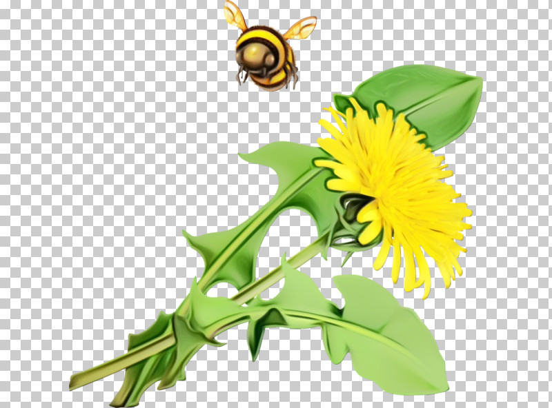 Pollen Honey Bee Bees Dandelions Insects PNG, Clipart, Bees, Cut Flowers, Dandelions, Flower, Honey Bee Free PNG Download