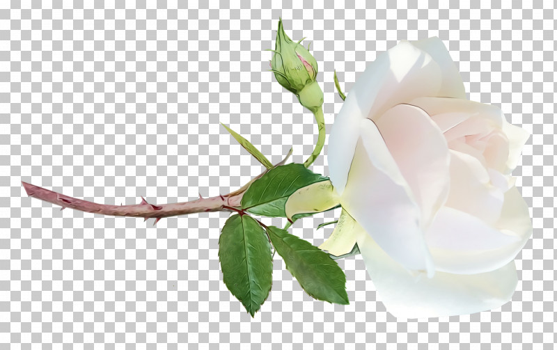 Garden Roses PNG, Clipart, Branch, Bud, Cabbage Rose, Cut Flowers, Floral Design Free PNG Download