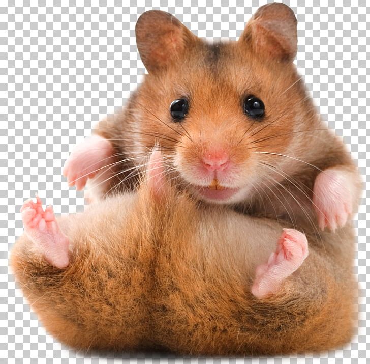 Golden Hamster American Black Bear Campbell's Dwarf Hamster Cuteness PNG, Clipart, Animals, Bear, Campbells Dwarf Hamster, Djungarian Hamster, Dormouse Free PNG Download