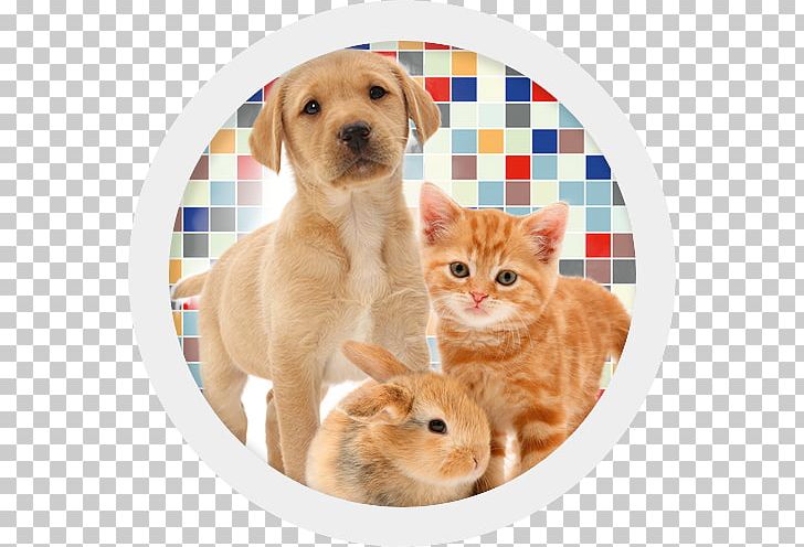 Golden Retriever Whiskers Puppy Companion Dog Dog Breed PNG, Clipart, Animals, Carnivoran, Cat, Cat Like Mammal, Companion Dog Free PNG Download
