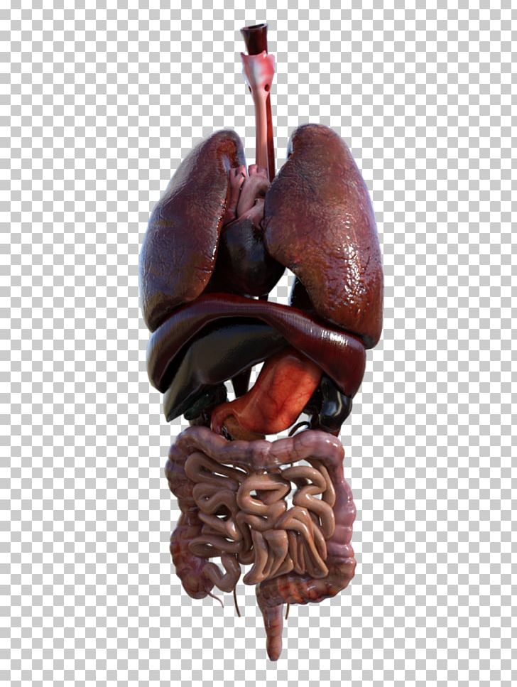 Human Anatomy Organ Homo Sapiens Human Head PNG, Clipart, 3d Computer Graphics, 3d Modeling, Anatomy, Brain, Gallbladder Free PNG Download
