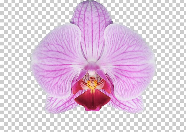 Moth Orchids Cattleya Orchids Stolk Flora FloraXchange PNG, Clipart, Cattleya, Cattleya Orchids, Floraxchange, Flower, Flowering Plant Free PNG Download