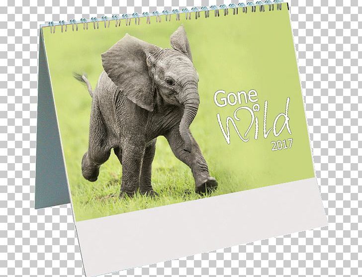 Indian Elephant Wildlife Calendar PNG, Clipart, Animals, Calendar, Elephant, Elephants And Mammoths, Fauna Free PNG Download