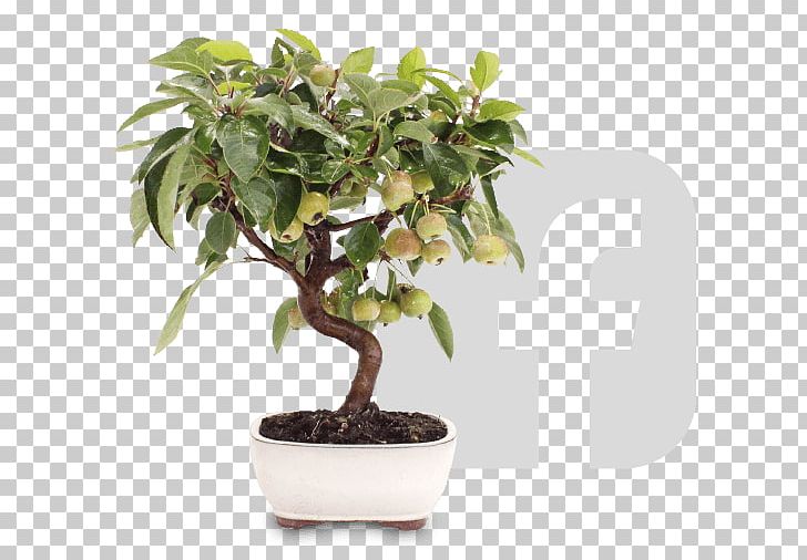 Chinese Sweet Plum Firethorns Flowerpot Tree Bonsai PNG, Clipart, 2017, Bonsai, Exhibition, Flowerpot, Houseplant Free PNG Download