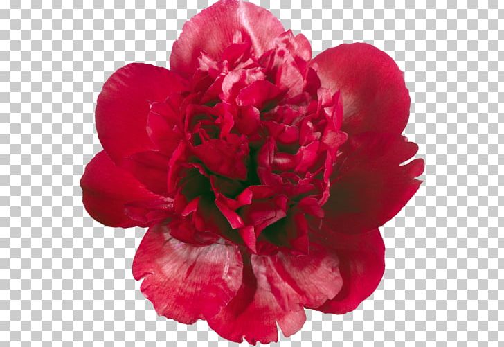 Moutan Peony Paeonia Tenuifolia Flower PNG, Clipart, Camellia, Carnation, Chinese Peony, Cut Flowers, Desktop Wallpaper Free PNG Download