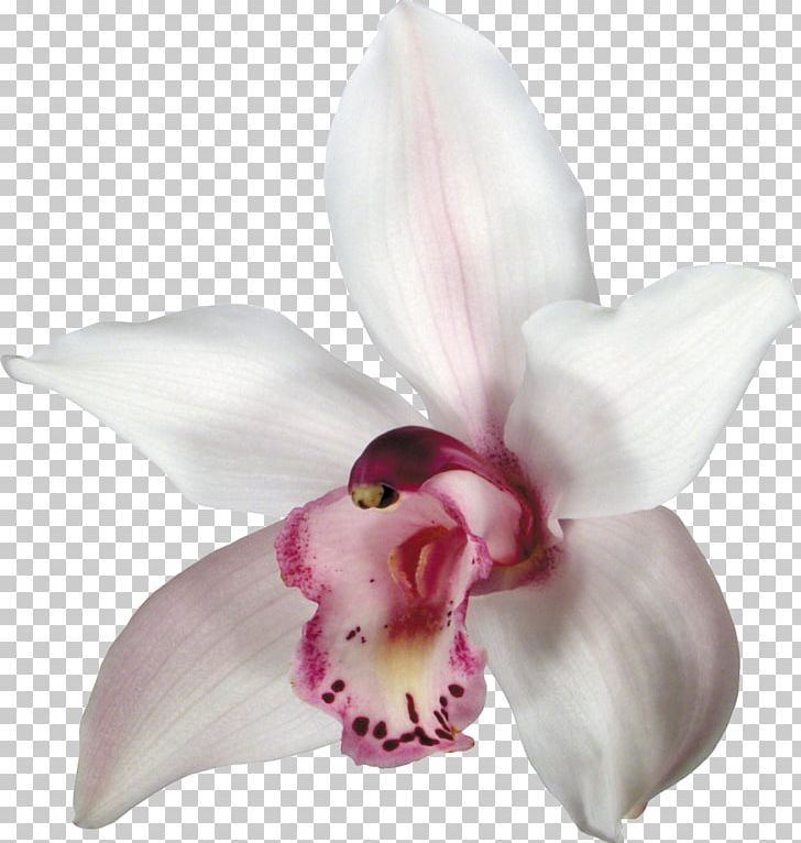 Orchids Flower PNG, Clipart, Cattleya, Clip Art, Cut Flowers, Digital Image, Download Free PNG Download