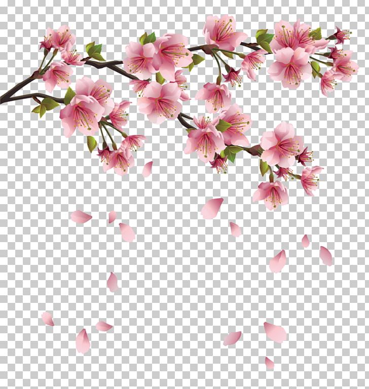 Petal PNG, Clipart, Beautiful, Blossom, Branch, Cherry Blossom, Clipart Free PNG Download