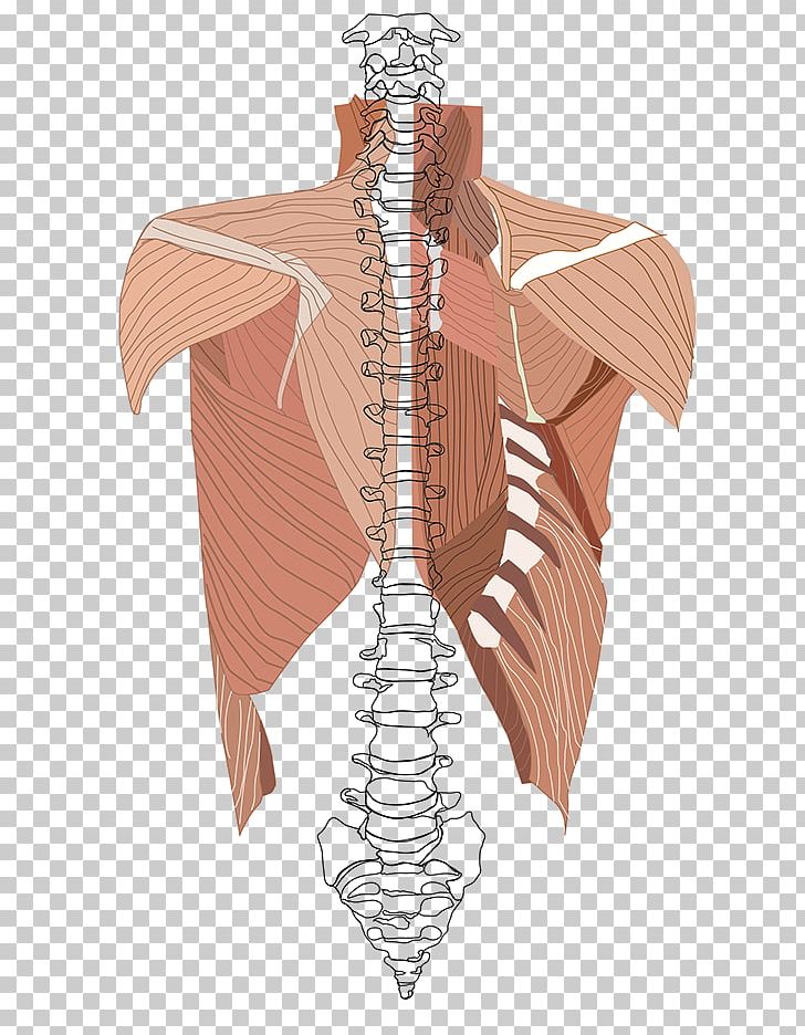 Shoulder Skeleton Homo Sapiens Muscle PNG, Clipart, Abdomen, Angle, Back, Costume Design, Homo Sapiens Free PNG Download