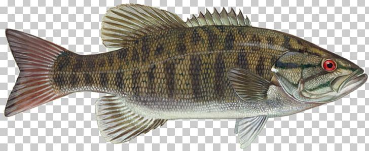 Smallmouth Bass Largemouth Bass Bass Fishing PNG, Clipart, Angling, Animal Figure, Bass, Bass Fishing, Bluegill Free PNG Download