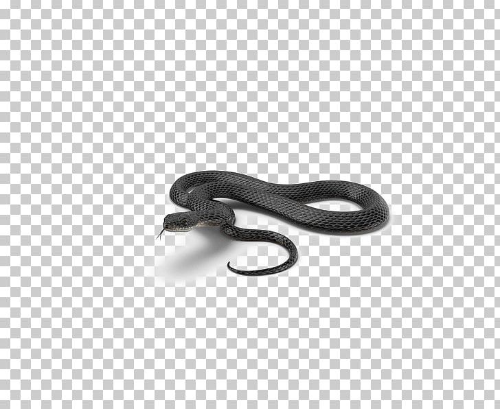 SNAKE'M Computer Hardware PNG, Clipart,  Free PNG Download