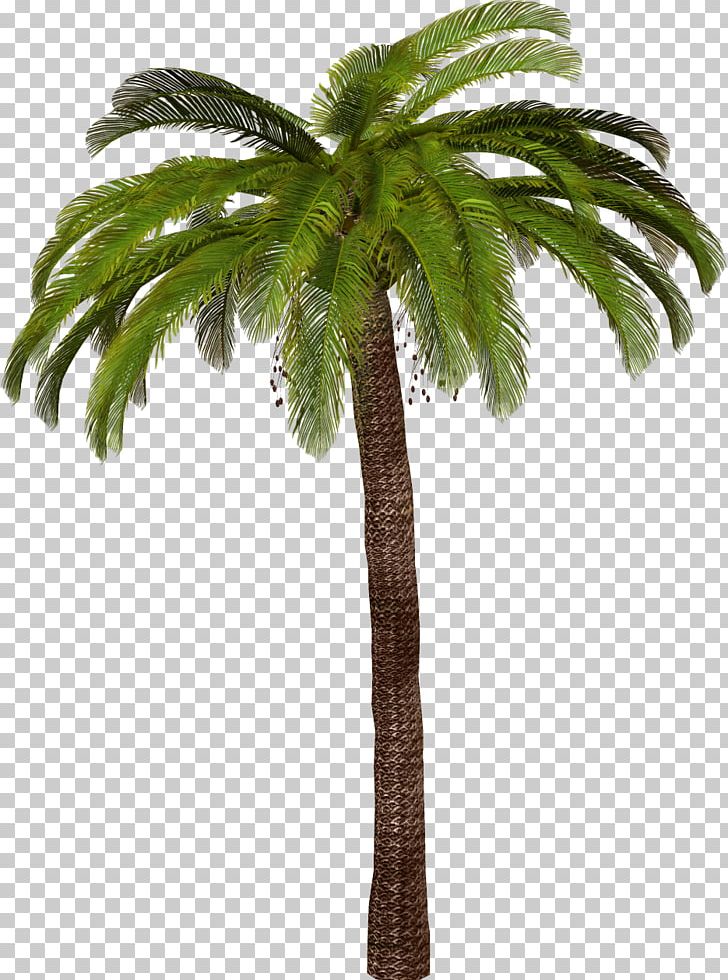 Arecaceae Tree Sago Palm PNG, Clipart, Arecaceae, Arecales, Attalea Speciosa, Borassus Flabellifer, Coconut Free PNG Download