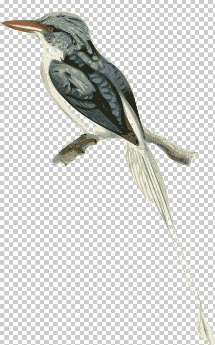 Biak Paradise Kingfisher PNG, Clipart, Beak, Biak Paradise Kingfisher, Bird, Coraciiformes, Cuculiformes Free PNG Download