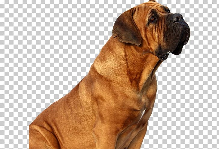 Tosa Bullmastiff Boerboel Fila Brasileiro Dogue De Bordeaux PNG, Clipart, Boerboel, Breed Group Dog, Bullmastiff, Carnivoran, Companion Dog Free PNG Download