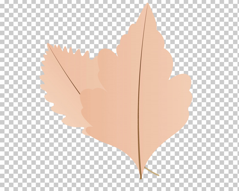 Maple Leaf PNG, Clipart, Autumn Leaf, Biology, Cartoon Leaf, Fall Leaf, Leaf Free PNG Download