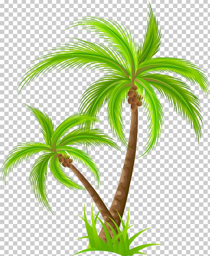 Birthday PNG, Clipart, Aquarium Decor, Arecales, Can Stock Photo, Coconut, Coconut Tree Free PNG Download