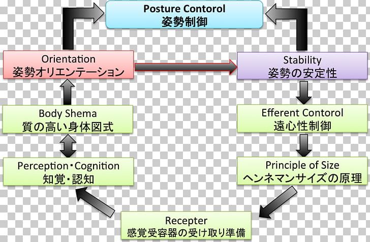 Posture Attitude Control Reaction Control System Supine Position Brain PNG, Clipart, Angle, Attitude Control, Brain, Center Of Mass, Communication Free PNG Download