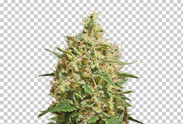 Cannabis Sativa Kush Medical Cannabis Barneys Farm Shop PNG, Clipart, Barneys Farm Shop, Cannabis, Cannabis Sativa, Hemp, Hemp Family Free PNG Download