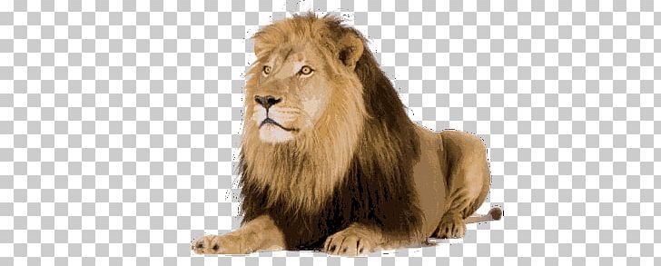 Lion Stock Photography Tiger PNG, Clipart, Animals, Big Cats, Carnivoran, Cat Like Mammal, Computer Icons Free PNG Download